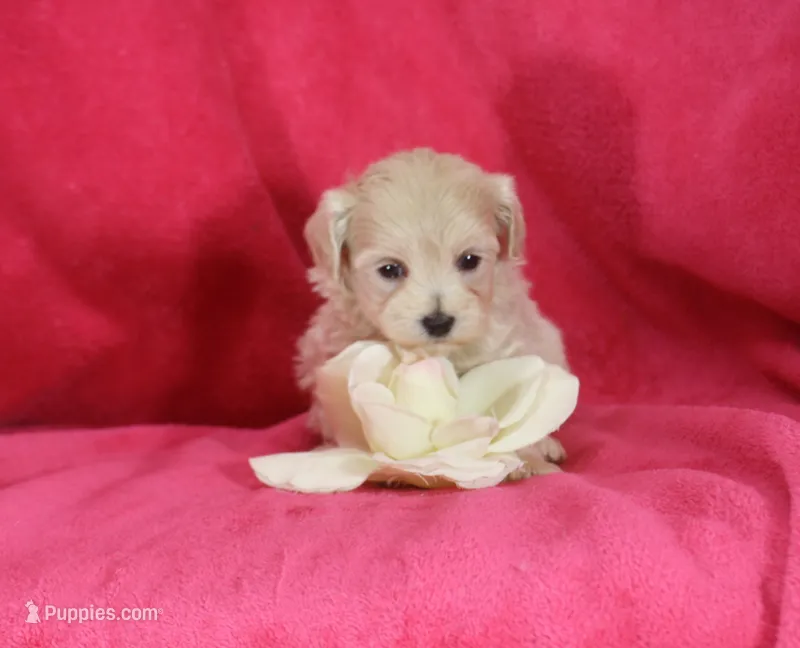 Jenny, ICA – Maltipoo puppy for sale in Butler, MO