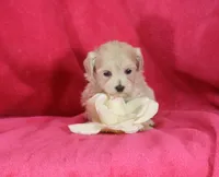 Jenny, ICA, a female Maltipoo for sale in Butler, MO – 1 of 4