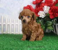 Brianna, a female Poodle - Toy  for sale in Butler, MO – Photo 4 of 6