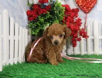 Brianna, a female Poodle - Toy  for sale in Butler, MO – Photo 1 of 6