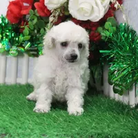Molly, AKC Gr Champion Sired, a female Poodle - Toy  for sale in Butler, MO – Photo 2 of 6