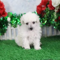 Molly, AKC Gr Champion Sired, a female Poodle - Toy  for sale in Butler, MO – Photo 3 of 6
