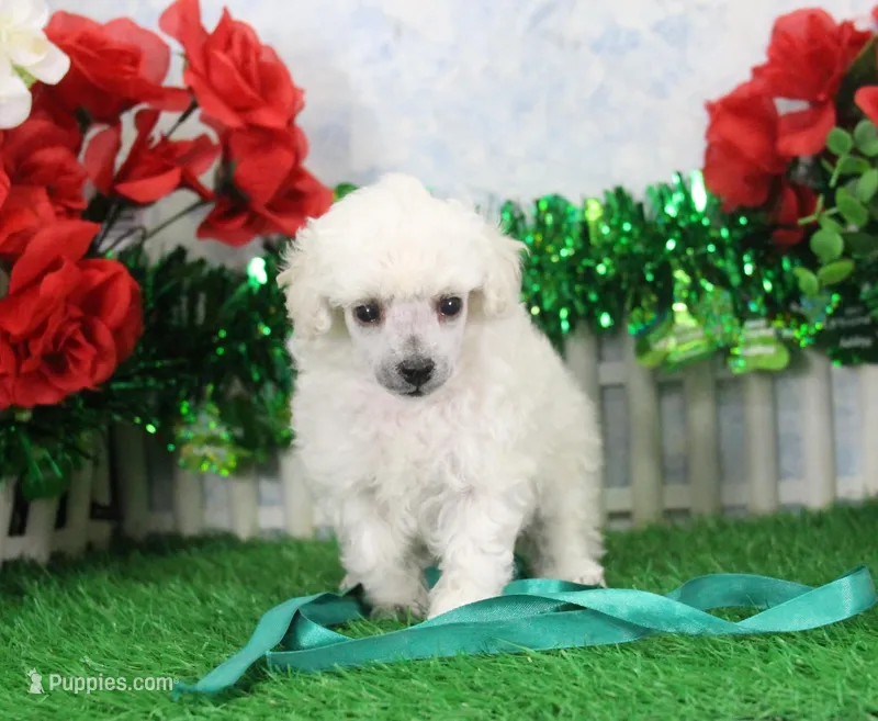 Molly, AKC Gr Champion Sired