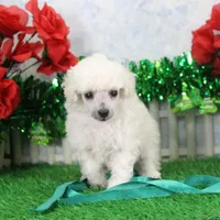 Molly, AKC Gr Champion Sired, a female Poodle - Toy  for sale in Butler, MO – Photo 1 of 6