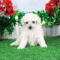 Molly, AKC Gr Champion Sired, a female Poodle - Toy  for sale in Butler, MO – Photo 4 of 6