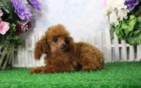 Rosie, AKC Champion Sired, a female Poodle - Toy  for sale in Butler, MO – 4 of 9