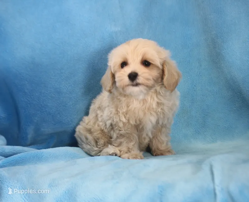Josh, ICA – Maltipoo puppy for sale in Butler, MO