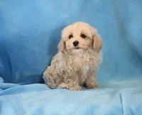Josh, ICA, a male Maltipoo for sale in Butler, MO – 5 of 8