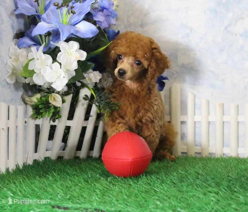 Tyler, AKC Champion Sired – Poodle - Toy  puppy for sale in Butler, MO