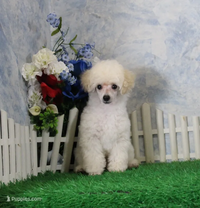 Stan, AKC Champion Sired – Poodle - Toy  puppy for sale in Butler, MO