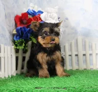 Yukon, AKC, a male Yorkshire Terrier for sale in Butler, MO – 4 of 9
