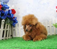 Rosie, AKC Champion Sired, a female Poodle - Toy  for sale in Butler, MO – 2 of 9