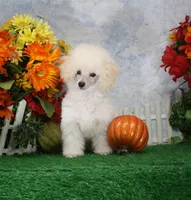 Dewey, AKC Champion Sired, a male Poodle - Toy  for sale in Butler, MO – 3 of 7