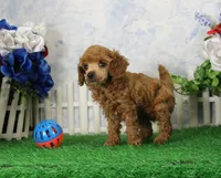 Adam, AKC Champion Sired, a male Poodle - Toy  for sale in Butler, MO – 4 of 4