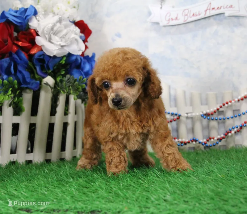 Bubbles, AKC Champion Sired – Poodle - Toy  puppy for sale in Butler, MO