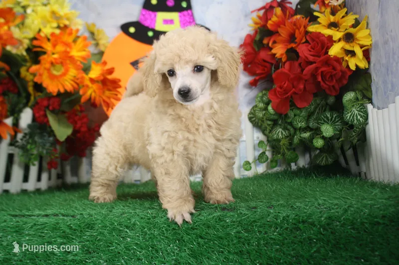 Corey, AKC Champion Sired – Poodle - Toy  puppy for sale in Butler, MO