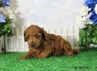 Marci, AKC Champion Sired, a female Poodle - Toy  for sale in Butler, MO – 3 of 4