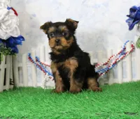 Yukon, AKC, a male Yorkshire Terrier for sale in Butler, MO – 6 of 9