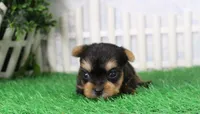 Landon, AKC, a male Yorkshire Terrier for sale in Butler, MO – 2 of 6