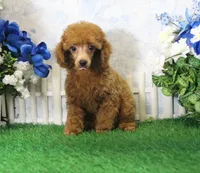 Tyler, AKC Champion Sired, a male Poodle - Toy  for sale in Butler, MO – 2 of 8