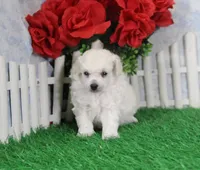 Abby,  AKC Gr Champion Sired, a male Poodle - Toy  for sale in Butler, MO – Photo 3 of 6