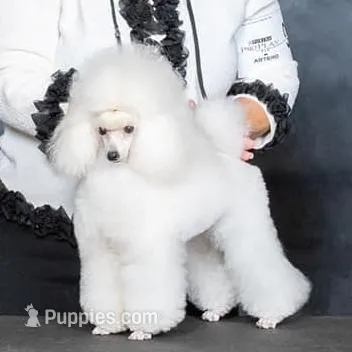 Abby,  AKC Gr Champion Sired, a male Poodle - Toy  for sale in Butler, MO – Photo 5 of 6