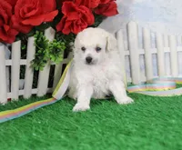 Abby,  AKC Gr Champion Sired, a male Poodle - Toy  for sale in Butler, MO – Photo 1 of 6