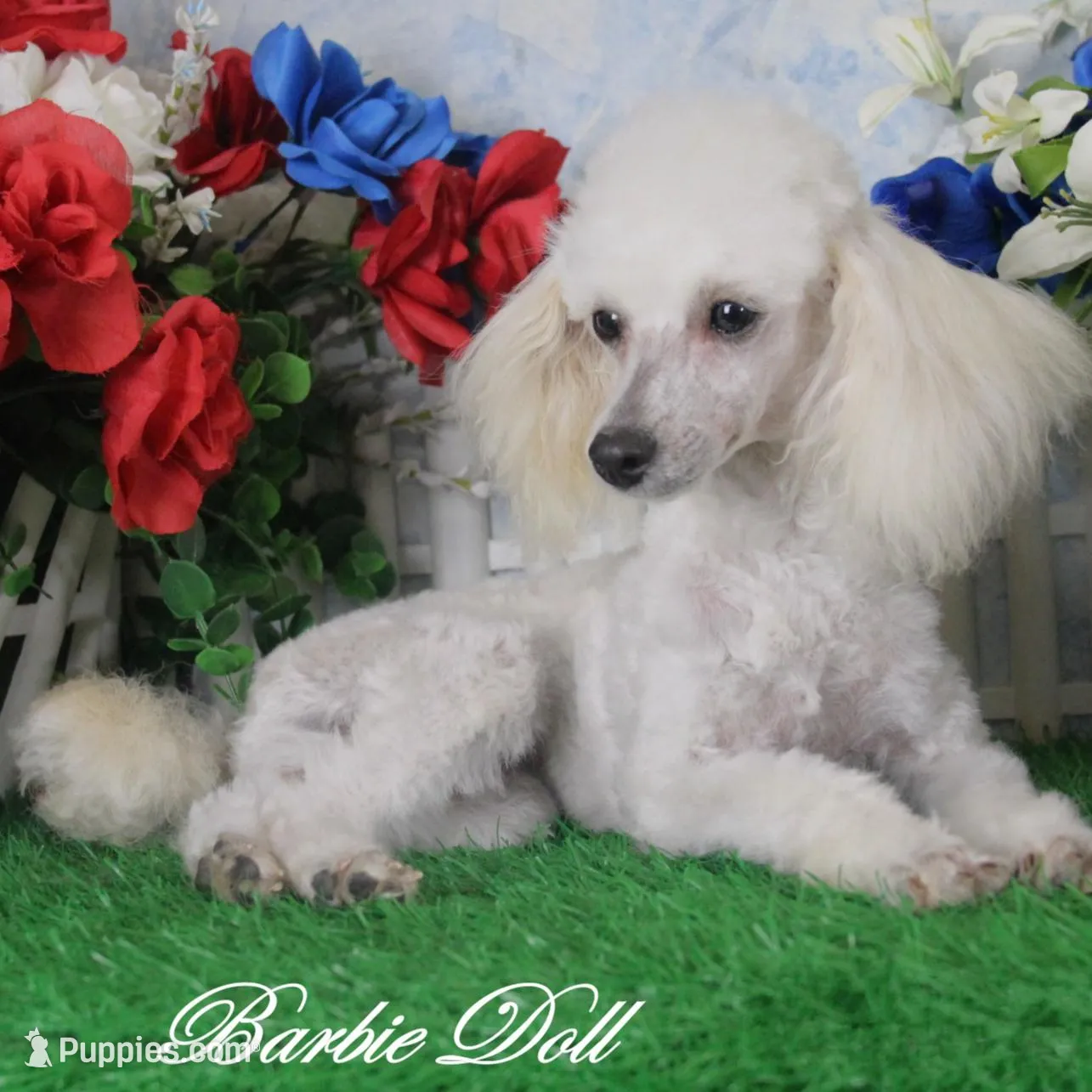 Abby,  AKC Gr Champion Sired, a male Poodle - Toy  for sale in Butler, MO – Photo 6 of 6