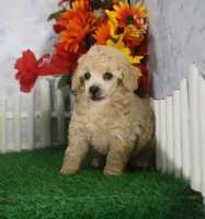 Corey, AKC Champion Sired, a male Poodle - Toy  for sale in Butler, MO – 2 of 4