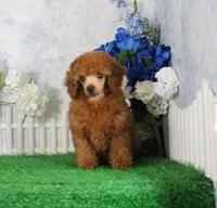 Bingo, AKC Champion Sired, a male Poodle - Toy  for sale in Butler, MO – 2 of 8