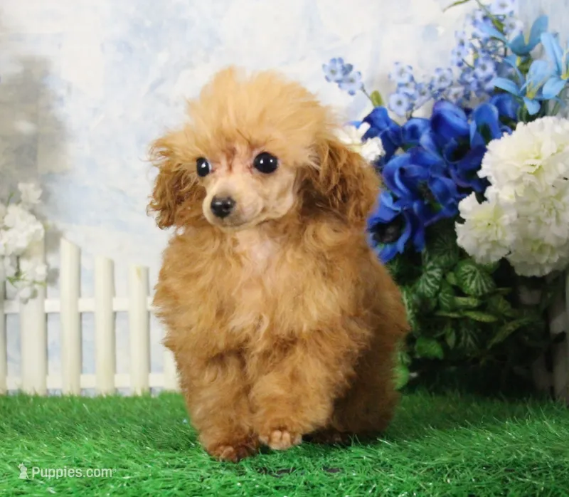 Chip, AKC Champion Sired – Poodle - Toy  puppy for sale in Butler, MO