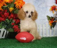 Archie, AKC Champion Sired, a male Poodle - Toy  for sale in Butler, MO – 6 of 8