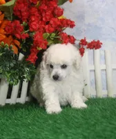 Molly, AKC Gr Champion Sired, a female Poodle - Toy  for sale in Butler, MO – 3 of 4