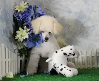 Sampson, AKC Champion Sired, a male Poodle - Toy  for sale in Butler, MO – 3 of 9