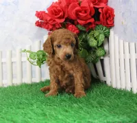 Tyler, AKC Champion Sired, a male Poodle - Toy  for sale in Butler, MO – 3 of 4