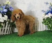 Adam, AKC Champion Sired, a male Poodle - Toy  for sale in Butler, MO – 2 of 7