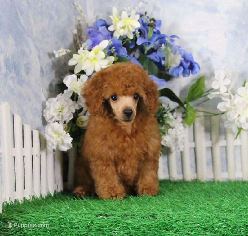Bingo, AKC Champion Sired – Poodle - Toy  puppy for sale in Butler, MO