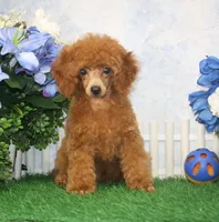 Tyler, AKC Champion Sired, a male Poodle - Toy  for sale in Butler, MO – 3 of 7