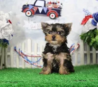 Landon, AKC, a male Yorkshire Terrier for sale in Butler, MO – 2 of 9