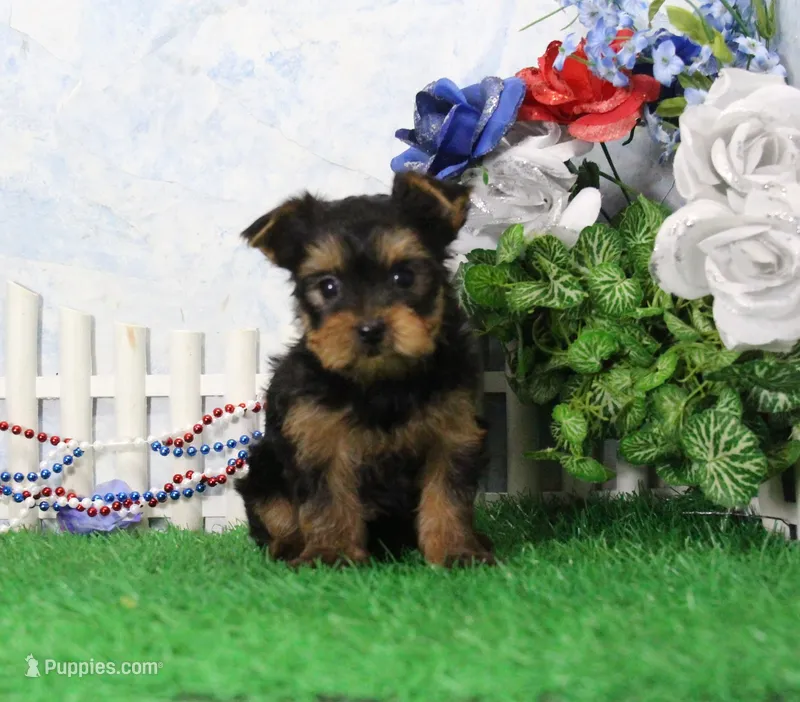 Yukon, AKC – Yorkshire Terrier puppy for sale in Butler, MO