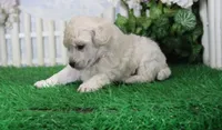 Luna, AKC Champion Sired, a female Poodle - Toy  for sale in Butler, MO – 4 of 4