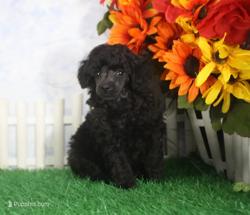 Berry, AKC Champion Sired – Poodle - Toy  puppy for sale in Butler, MO