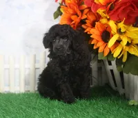 Berry, AKC Champion Sired, a male Poodle - Toy  for sale in Butler, MO – 1 of 4