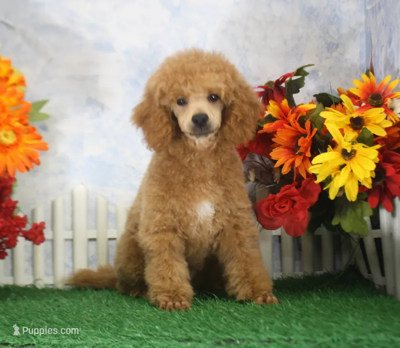 Fenton, AKC Champion Sired – Poodle - Toy  puppy for sale in Butler, MO