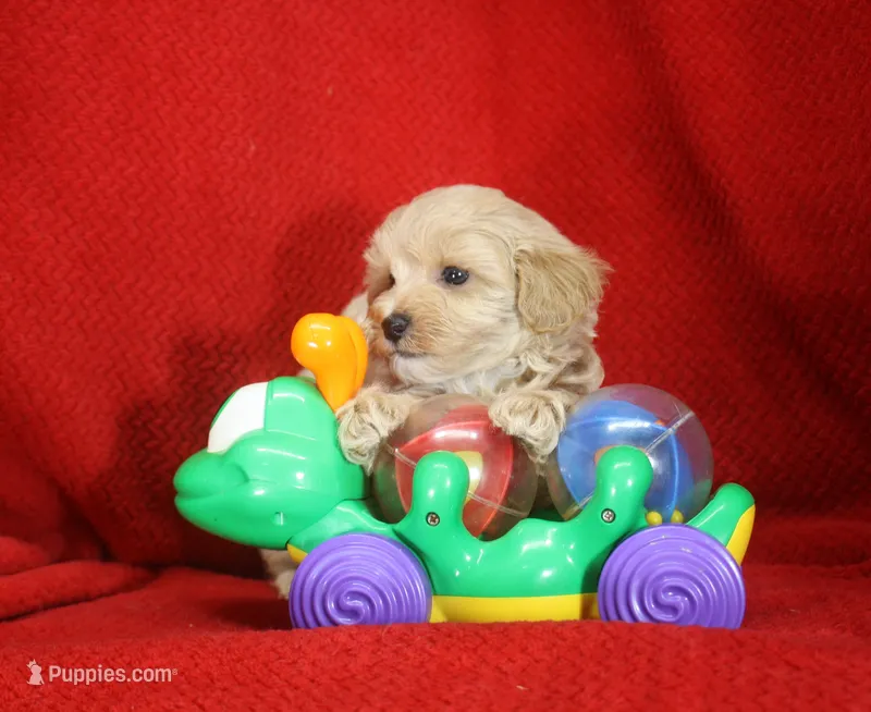 Joey, ICA – Maltipoo puppy for sale in Butler, MO