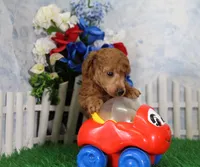 Tyler, AKC Champion Sired, a male Poodle - Toy  for sale in Butler, MO – 2 of 4