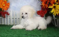 Dalton, AKC Champion Sired, a male Poodle - Toy  for sale in Butler, MO – 5 of 7