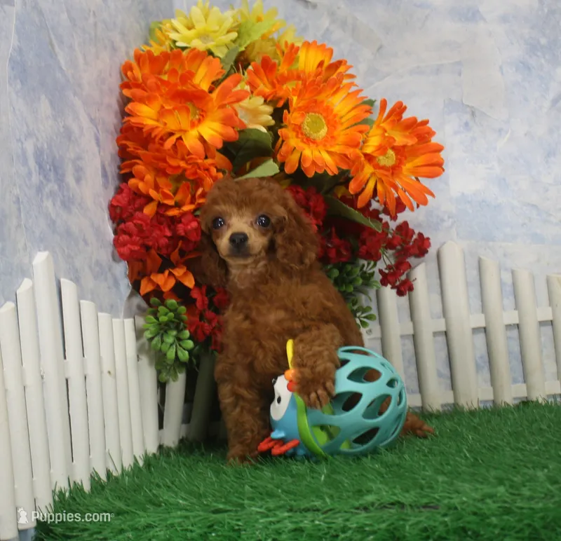 Rascal, AKC Champion Sired – Poodle - Toy  puppy for sale in Butler, MO