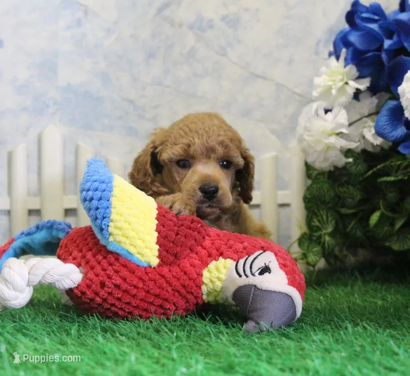 Fenton, AKC Champion Sired – Poodle - Toy  puppy for sale in Butler, MO