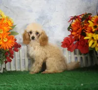 Archie, AKC Champion Sired, a male Poodle - Toy  for sale in Butler, MO – 4 of 8